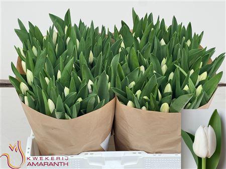 Tulipa (Triumph Grp) 'Royal Virgin'