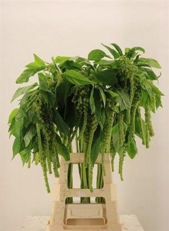 Amaranthus caudatus 'Cycloop'
