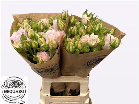 Rosa tros Country Spirit Peonia