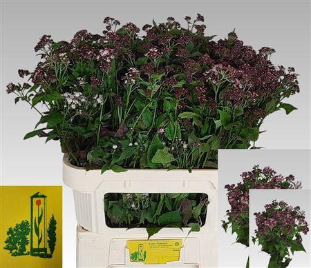 Eupatorium rugosum Lucky Pink