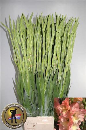 Gladiolus (Large-flowered Grp) 'Careless'
