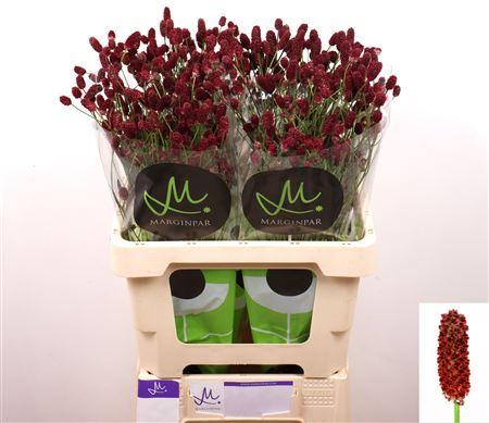 Sanguisorba officinalis 'Red Dream'