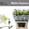 Lilium longiflorum (Longiflorum Grp) 'White Heaven'