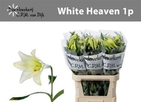 Lilium longiflorum (Longiflorum Grp) 'White Heaven'