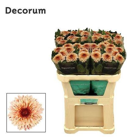 Chrysanthemum (Indicum Grp) geplozen Pip Salmon
