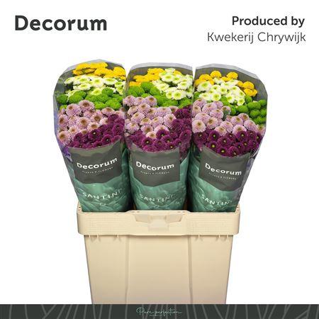 Chrysanthemum (Indicum Grp) tros santini pompon gemengd in bos