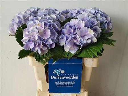 Hydrangea macrophylla 'Lolly Pop' (blauw)