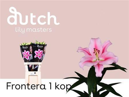Lilium (OT-hybrids Grp) 'Frontera'