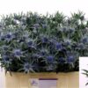 Eryngium Orion Questar
