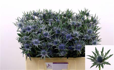 Eryngium Orion Questar