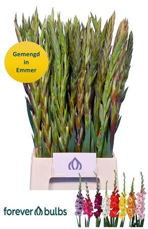 Gladiolus (Small-flowered Grp) Glamini gemengd in fust
