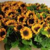 Helianthus annuus 'Sonja'