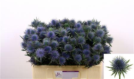 Eryngium 'Magnetar'