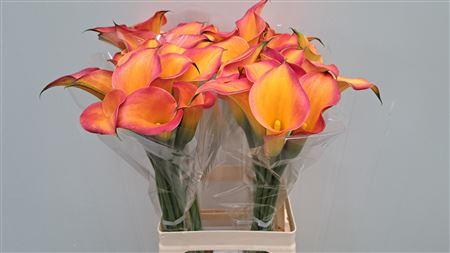 Zantedeschia 'Morning Sun'