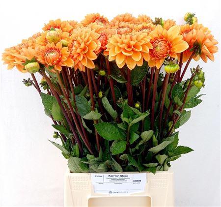Dahlia (Semi-Cactus Grp) 'Sylvia'