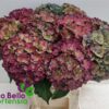 Hydrangea macrophylla Royal Anastasia (classic)