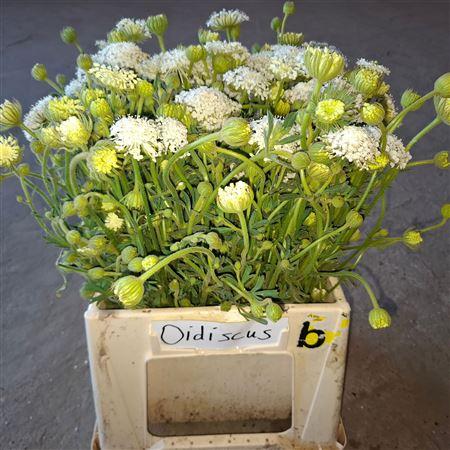 Snijbloemen overig
