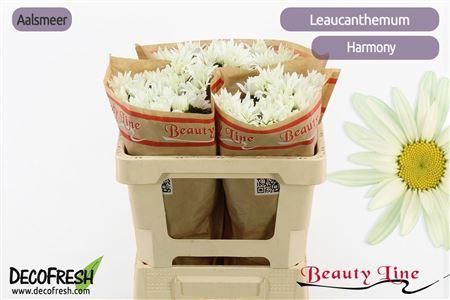 Leucanthemum (Superbum Grp) Harmony