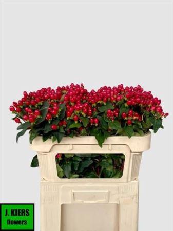 Hypericum x inodorum Magical Impression