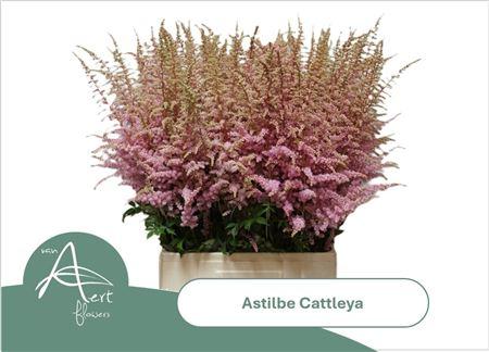 Astilbe (Arendsii Grp) 'Cattleya'
