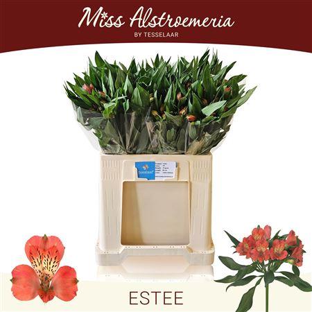 Alstroemeria Estee