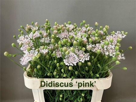 Snijbloemen overig