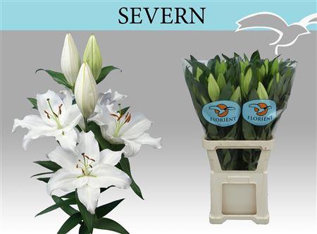 Lilium (Oriental Grp) 'Severn'