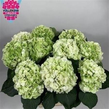 Hydrangea macrophylla 'Schneeball' (classic)