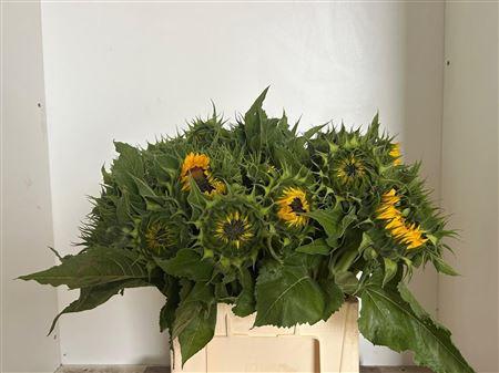 Helianthus annuus 'Sunrich Orange'