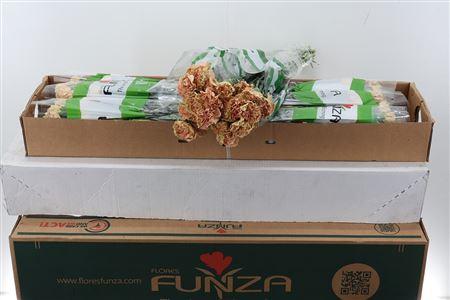 Dianthus standaard Ambar