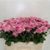 Chrysanthemum (Indicum Grp) tros 'Gompie Rose'