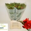 Snijbloemen overig