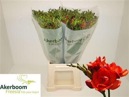Snijbloemen overig