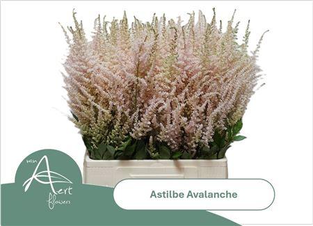 Astilbe (Japonica Grp) 'Avalanche'