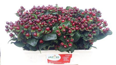 Hypericum Coco Montana