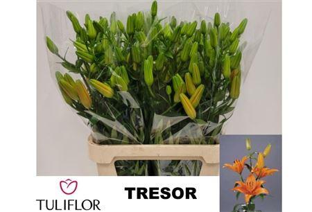 Lilium (Asiatic Grp) 'Tresor'