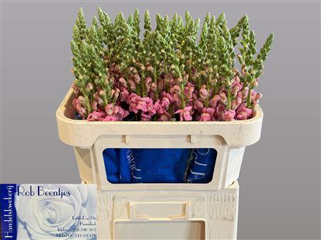 Antirrhinum majus 'Potomac Early Pink'