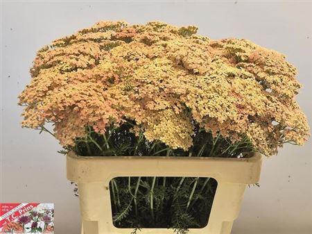 Achillea millefolium 'Lachsschönheit'