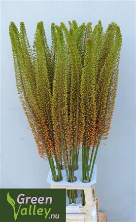Eremurus 'Emmy Ro'