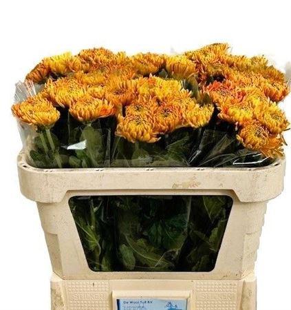 Chrysanthemum (Indicum Grp) geplozen 'Astro'