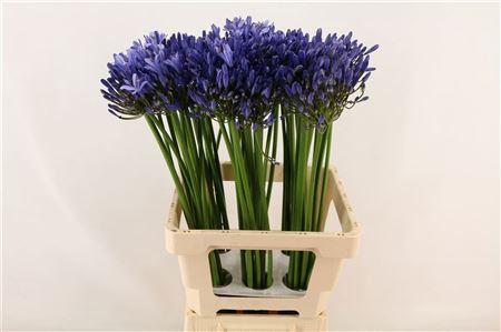 Agapanthus (Funnel Grp) 'Uri'