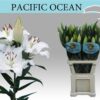 Lilium (Oriental Grp) 'Pacific Ocean'