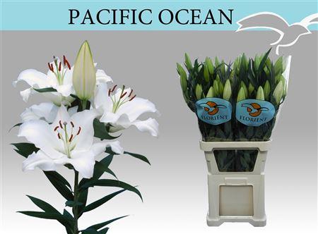 Lilium (Oriental Grp) 'Pacific Ocean'