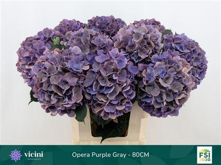 Hydrangea macrophylla Royal Opera (classic)