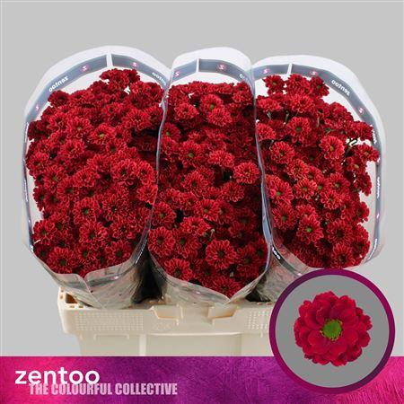 Chrysanthemum (Indicum Grp) tros santini Melissa Red