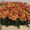 Chrysanthemum (Indicum Grp) tros 'Bruno'