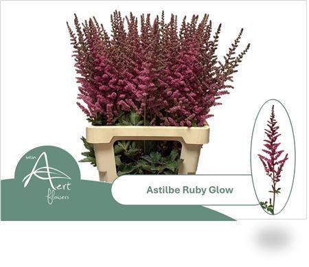 Astilbe overig