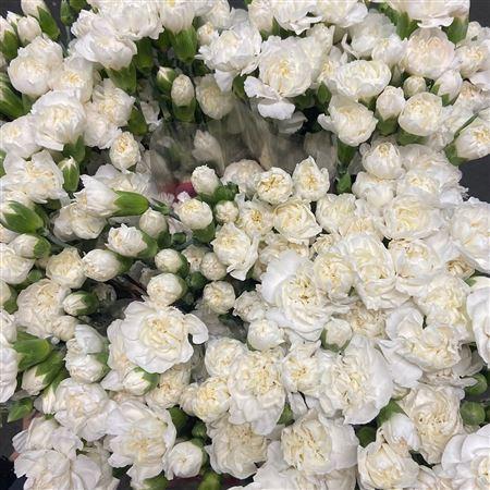 Dianthus tros 'White Fleurette'