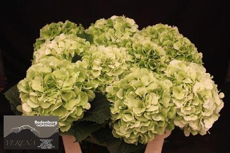 Hydrangea macrophylla White Verena (classic)