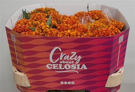 Celosia argentea (Cristata Grp) 'Indian Summer'